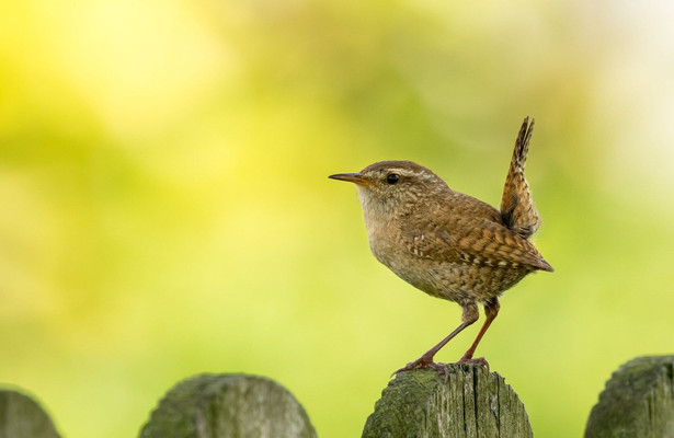 L'écologie en action