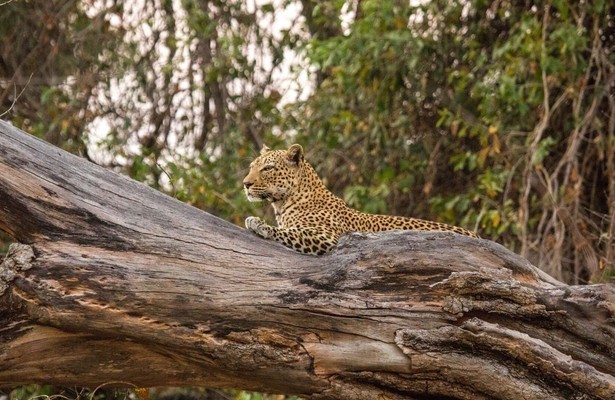 Leopard huntress