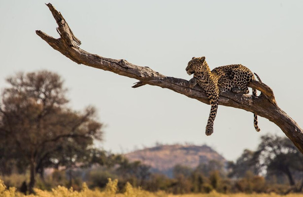 Leopard kingdom