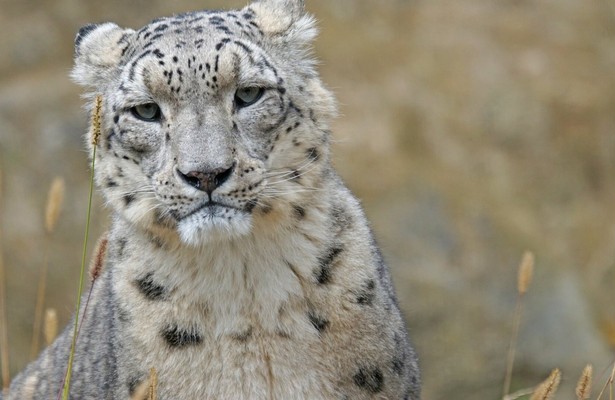 Leopard, Seebär & Co.