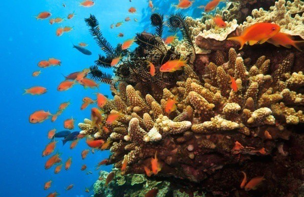 Les prédateurs de la Grande Barrière de corail