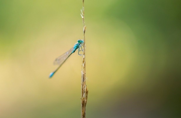 Libelle, Salamander und Kreuzotter: Leben im Feuchtgebiet