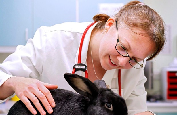 Life at vet university