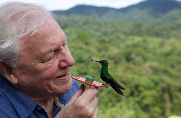 Life in colour with David Attenborough