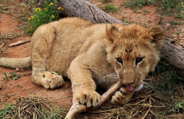 Lion Brothers: Cubs To Kings