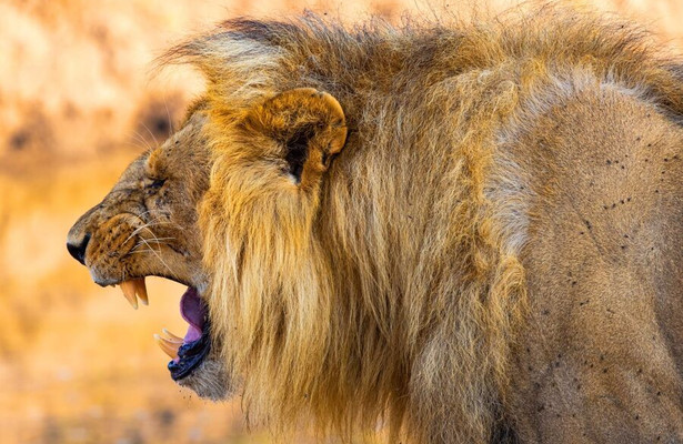 Lion Brothers: Cubs To Kings