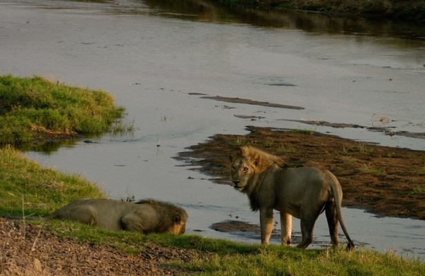 Lion Dynasty