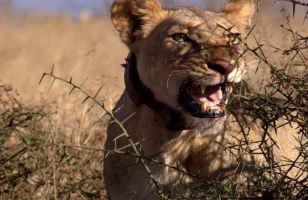 Lion Warrior