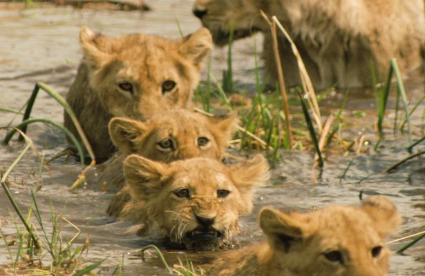Lions: The Hunt For Survival