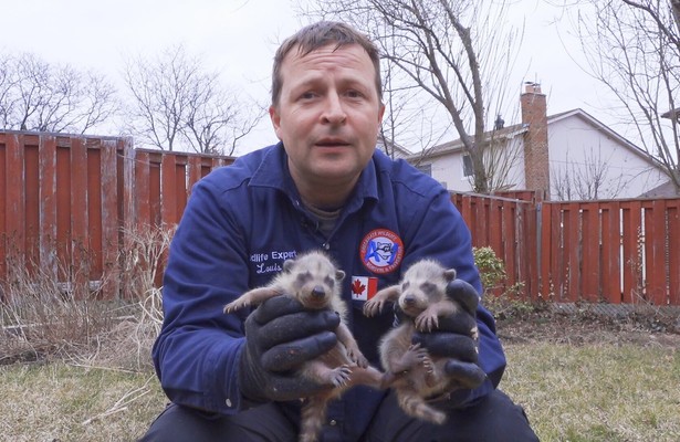 Louis et la faune urbaine