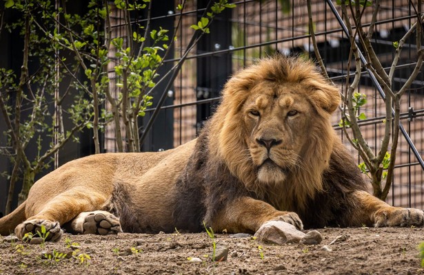 Löwen in Love - Ein Franzose und drei Engländerinnen in Schwerin