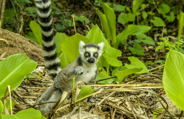 Madagascar's Weirdest