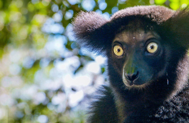 Madagascar's Weirdest Compilation