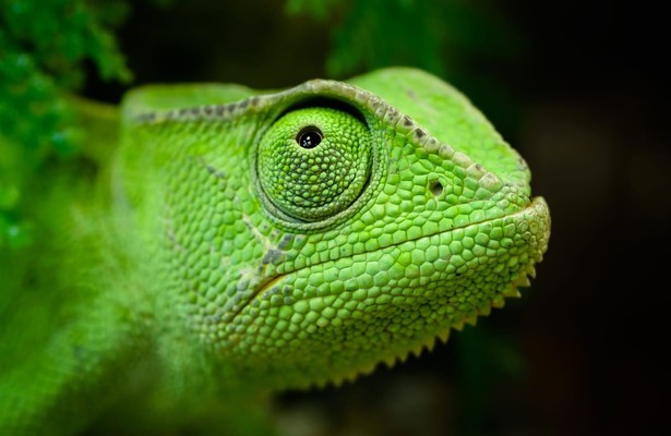 Madagaskar oder der große Karneval der Chamäleons