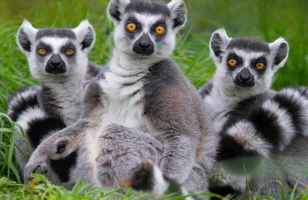 Madagaskar - Tropisches Inselparadies