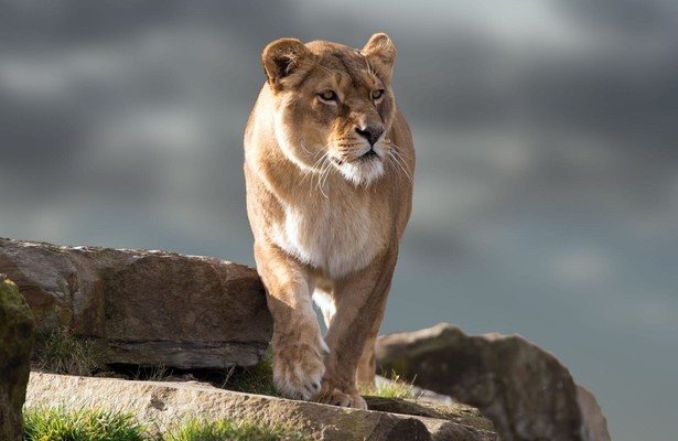 Malika: The lion queen
