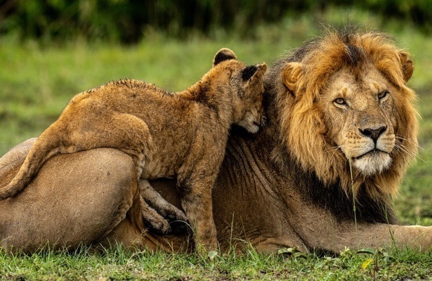 Masai Mara - Geburt im Paradies