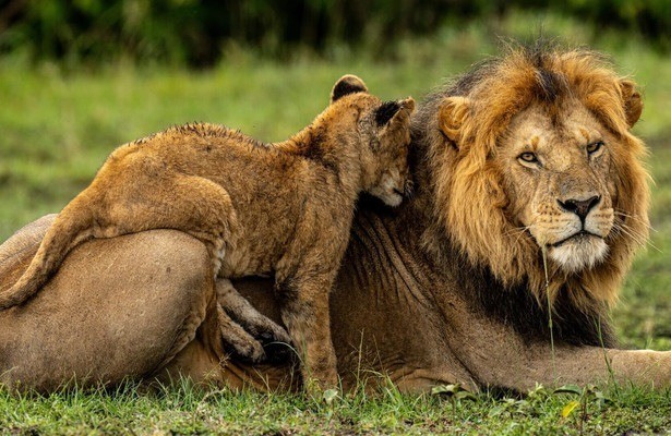 Masai Mara: Geburt im Paradies