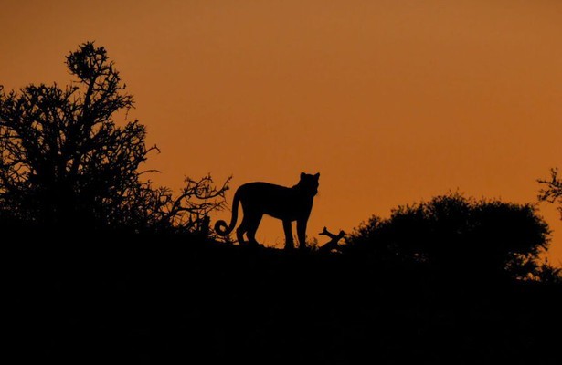 Mashatu: Land of Leopards
