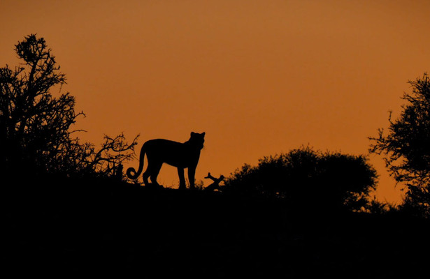 Mashatu: Land of Leopards