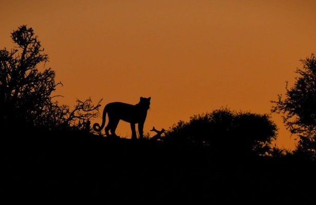 Mashatu: Land of leopards