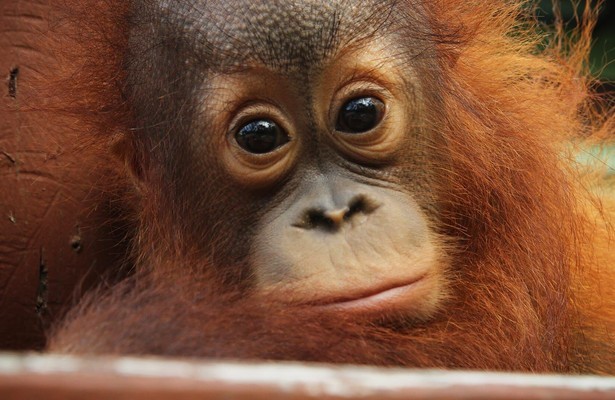 Meet the orangutans