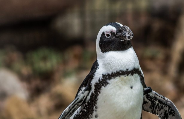 Meet the Penguins