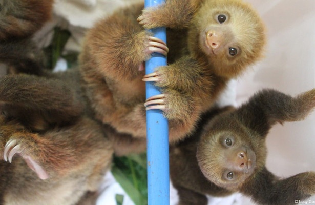 Meet the Sloths