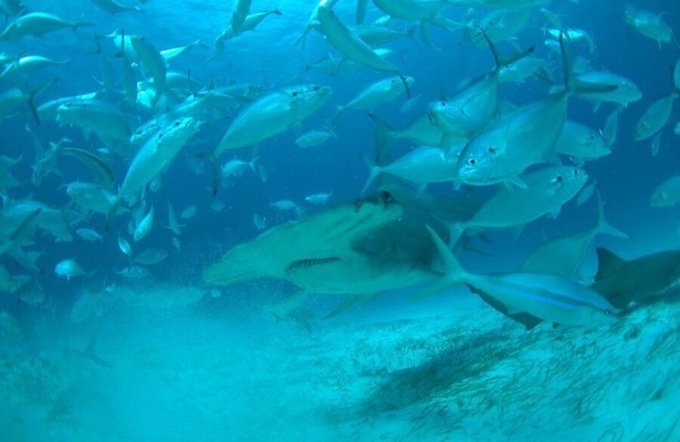 Mega hammerhead