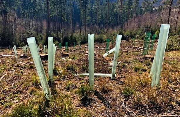 Mein Wald - Fünf Jahre zwischen Mythos und Holz