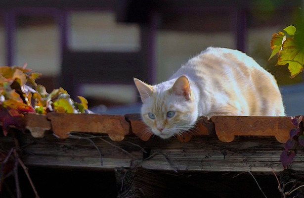 Meine wilden Nachbarn