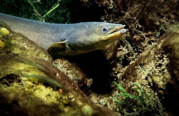 Milliarden Dollar Babies - Große Gewinne mit kleinen Aalen