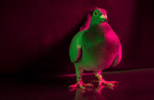 Million dollar pigeons