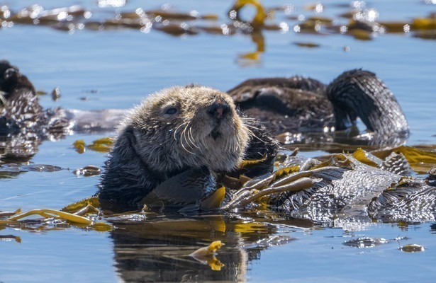 Mission Seeotter - Rettung für Kaliforniens Kelpwälder