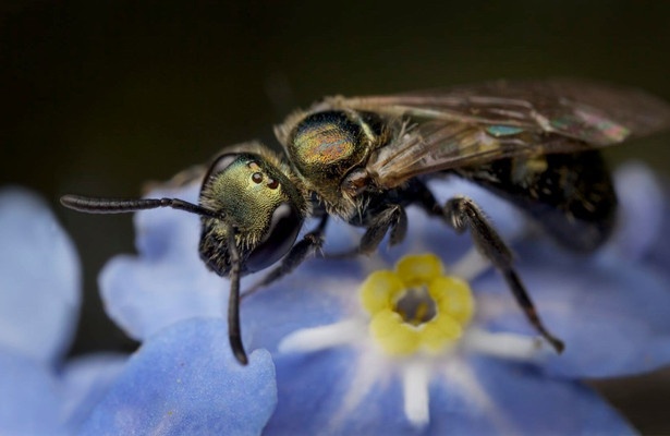 My garden of a thousand bees