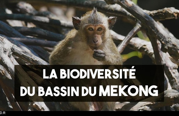 Mysteries Of the Mekong