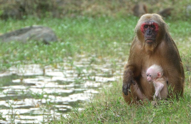 Mysteries of the Mekong