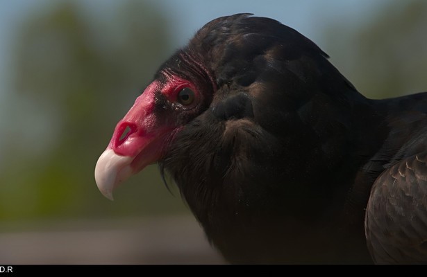 Mysteries van de evolutie