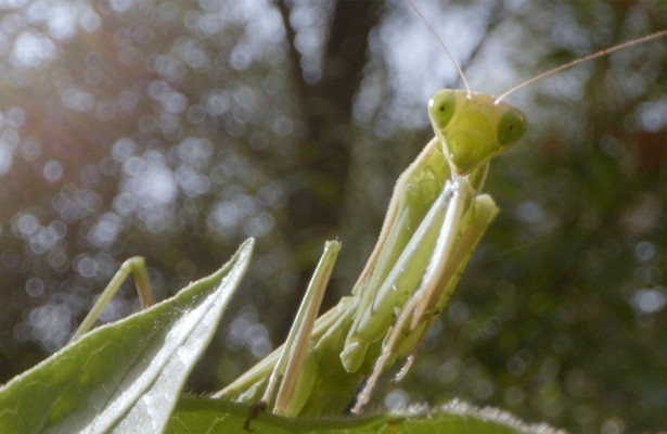 Mysterious Origins of Insects