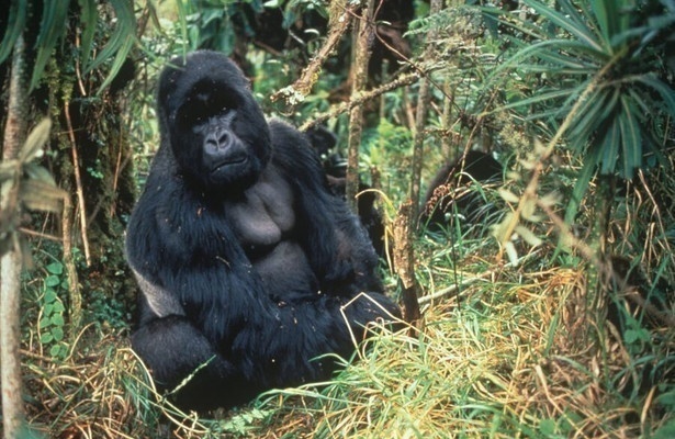 Mystery Gorilla