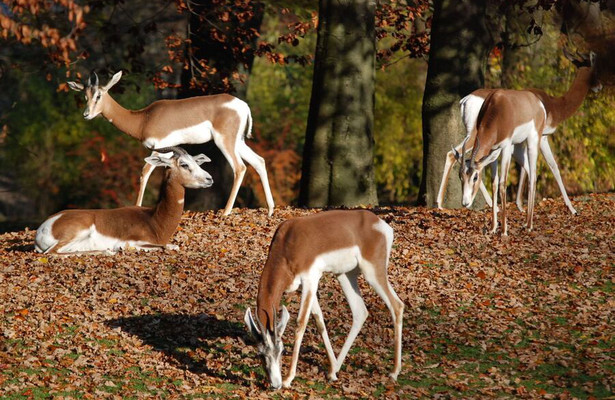 Nashorn, Zebra & Co.
