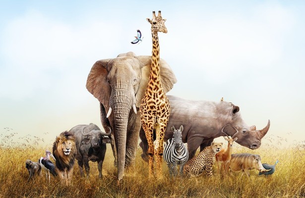 Nature's epic journeys