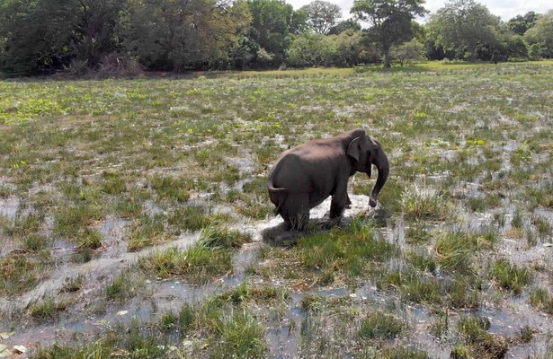 Naturkatastrophen: Wie Tiere und Pflanzen überleben