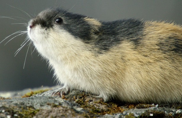 Naturwunder des Nordens