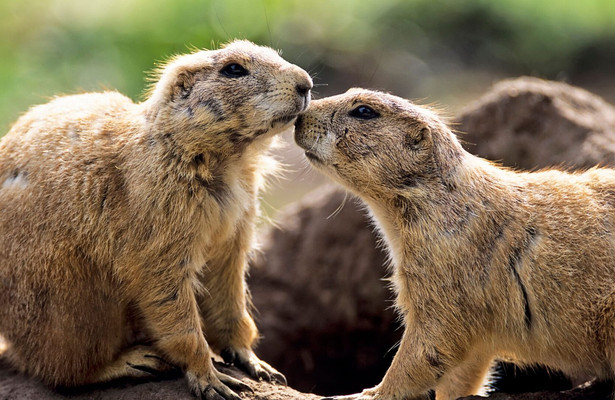 Natuur op 2: Natural born rebels