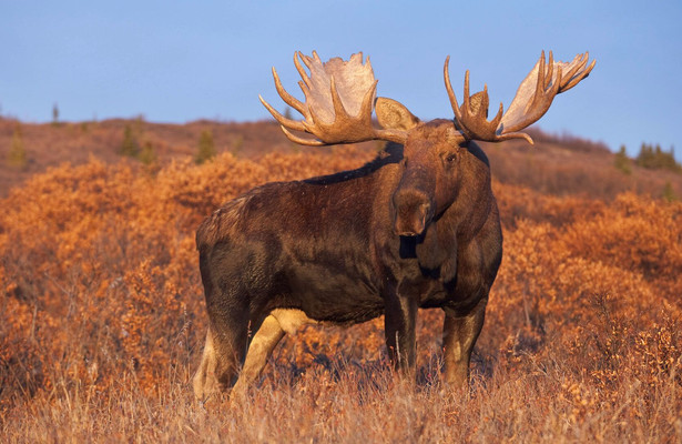 Natuur op 2: Wild Alaska - De laatste wildernis