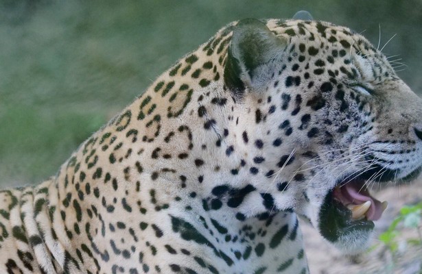 Natuur op Z: Surviving the Amazon