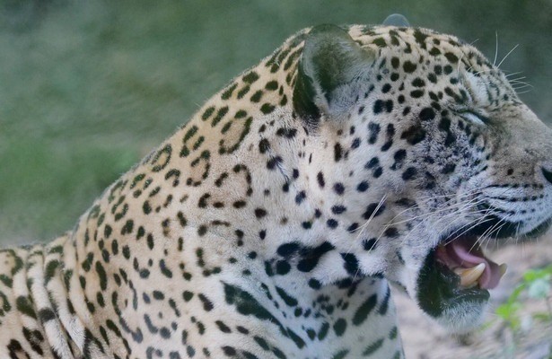 Natuur op Z: Surviving the Amazon