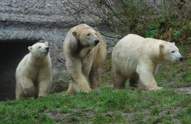 Neues aus dem Münchner Tierpark Hellabrunn