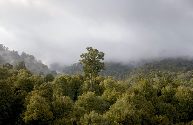 Neuseeland - Wald der Riesen